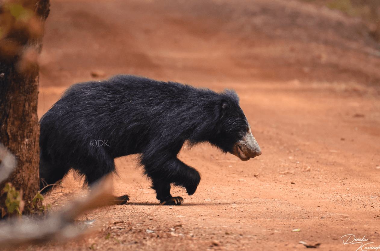 Yala National Park – The Wildlife Paradise of Sri Lanka - Yala National Park Blog