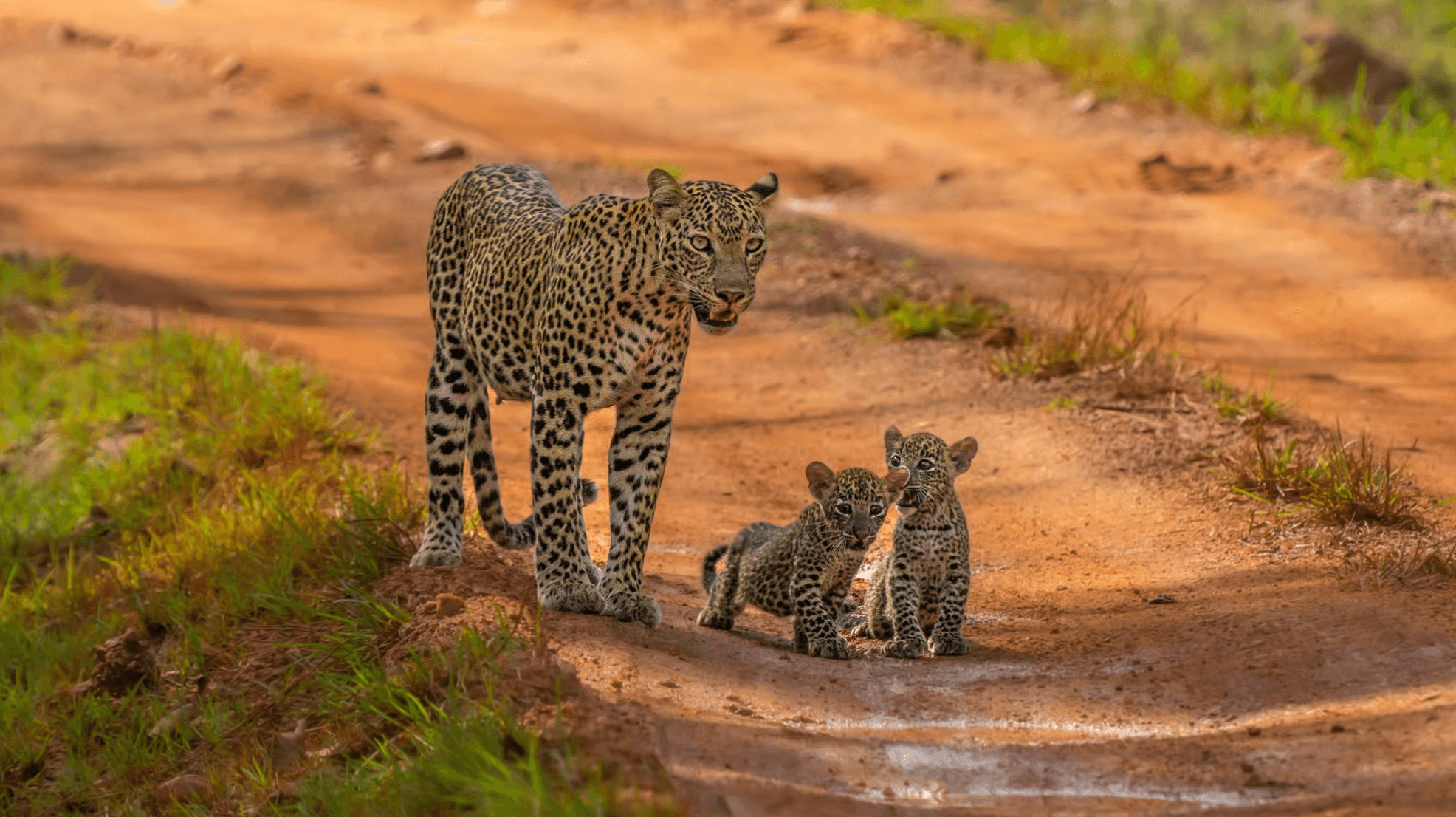 WHERE IS YALA NATIONAL PARK, AND HOW TO GET TO THERE - Yala National Park Blog