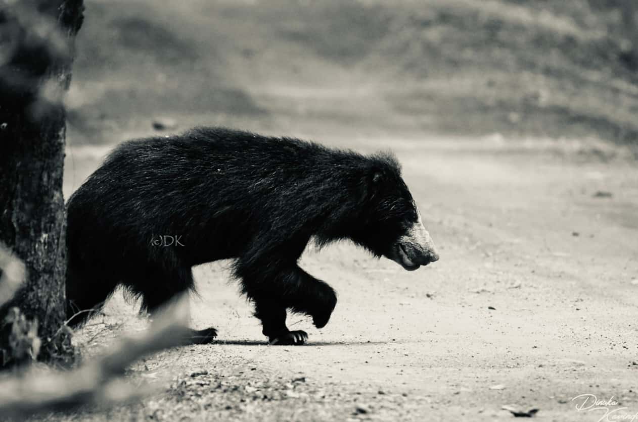 Yala Golden Light, Wild life adventure