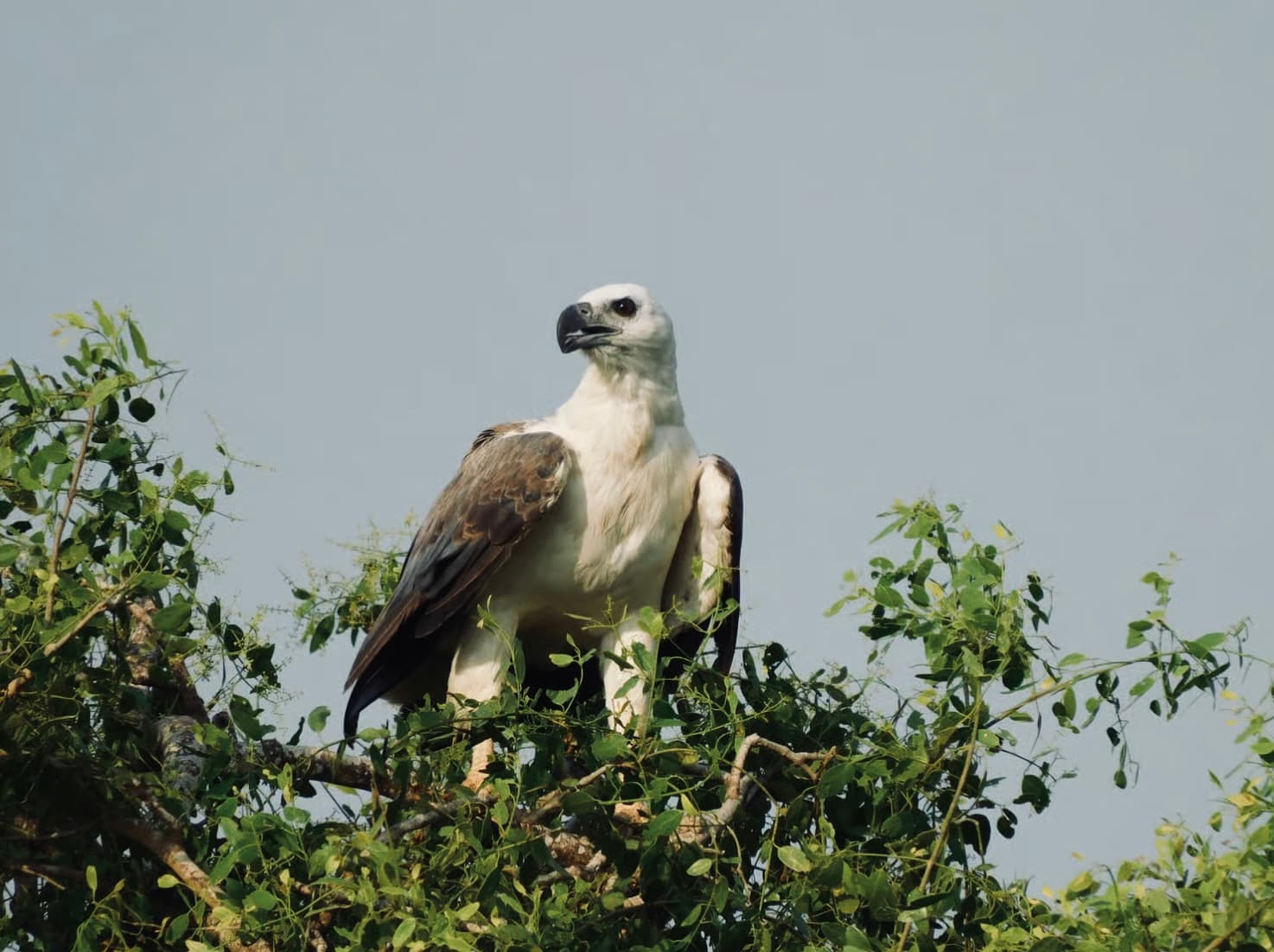 yala national park travel guid - Yala National Park Blog