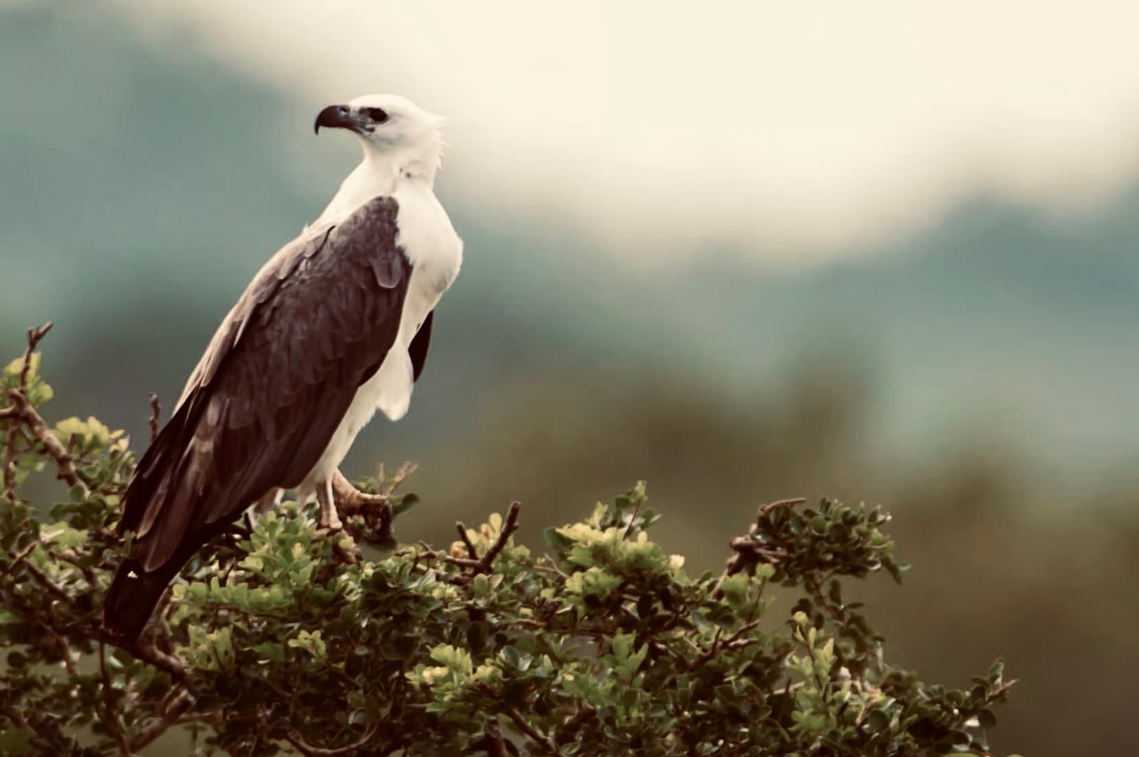 7 Hours yala safari tour