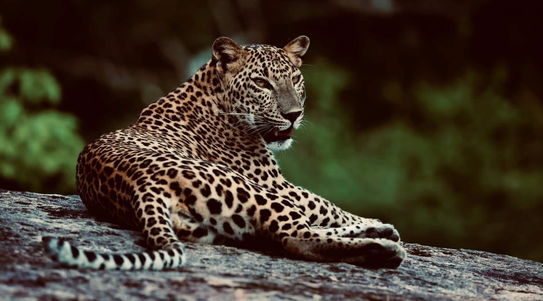 Ultimate Guide to Yala National Park Safari: Leopards, Best Times & Insider Tips (2025) - Yala National Park Blog