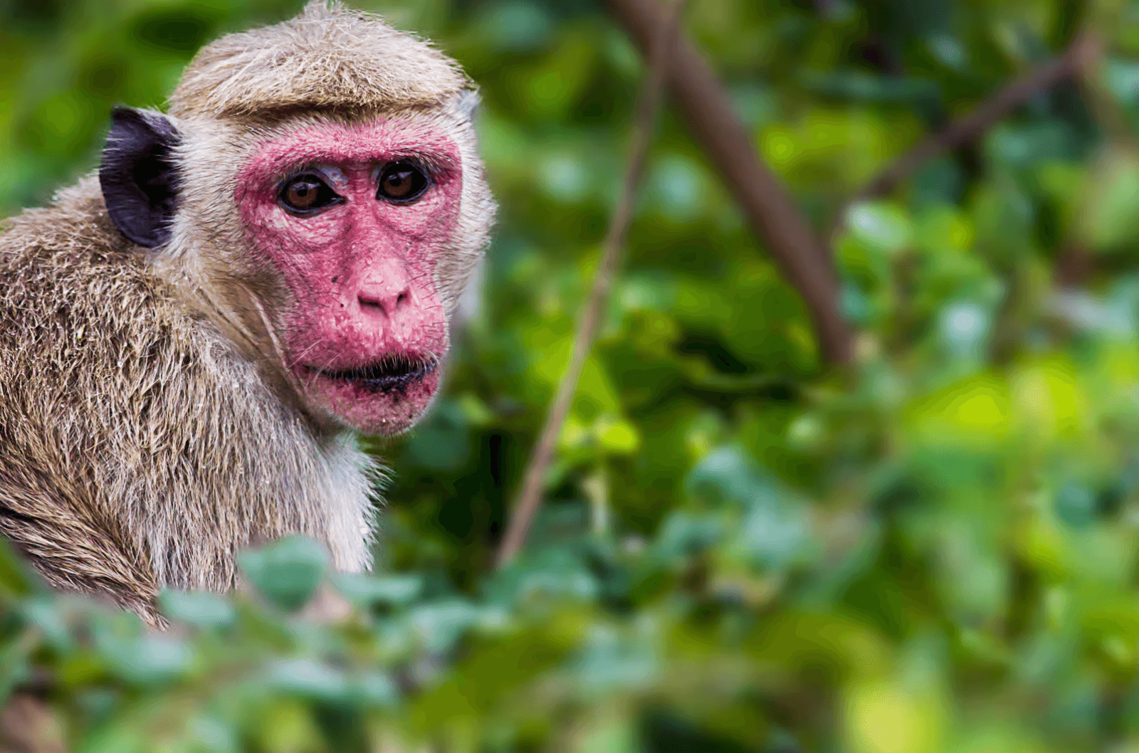 Yala National Park Safari 2025: The Complete Guide to Leopards, Costs, and Avoiding Scams - Yala National Park Blog