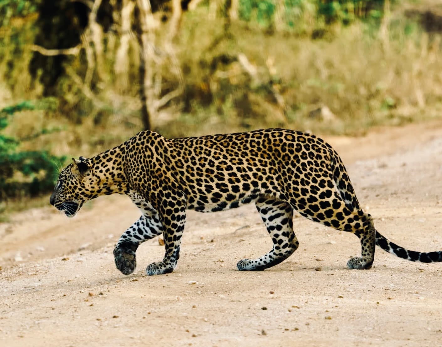 Yala National Park Safari: What International Travelers Are Searching for in 2024-2025 - Yala National Park Blog