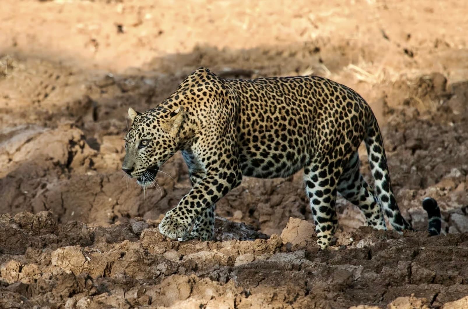 Beyond the Safari How Your Visit Protects Yala’s Leopards and Elephants - Yala National Park Blog