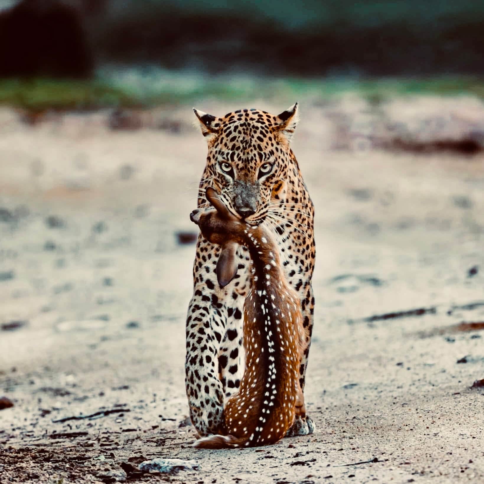 Yala Morning Tour (4 Hours)