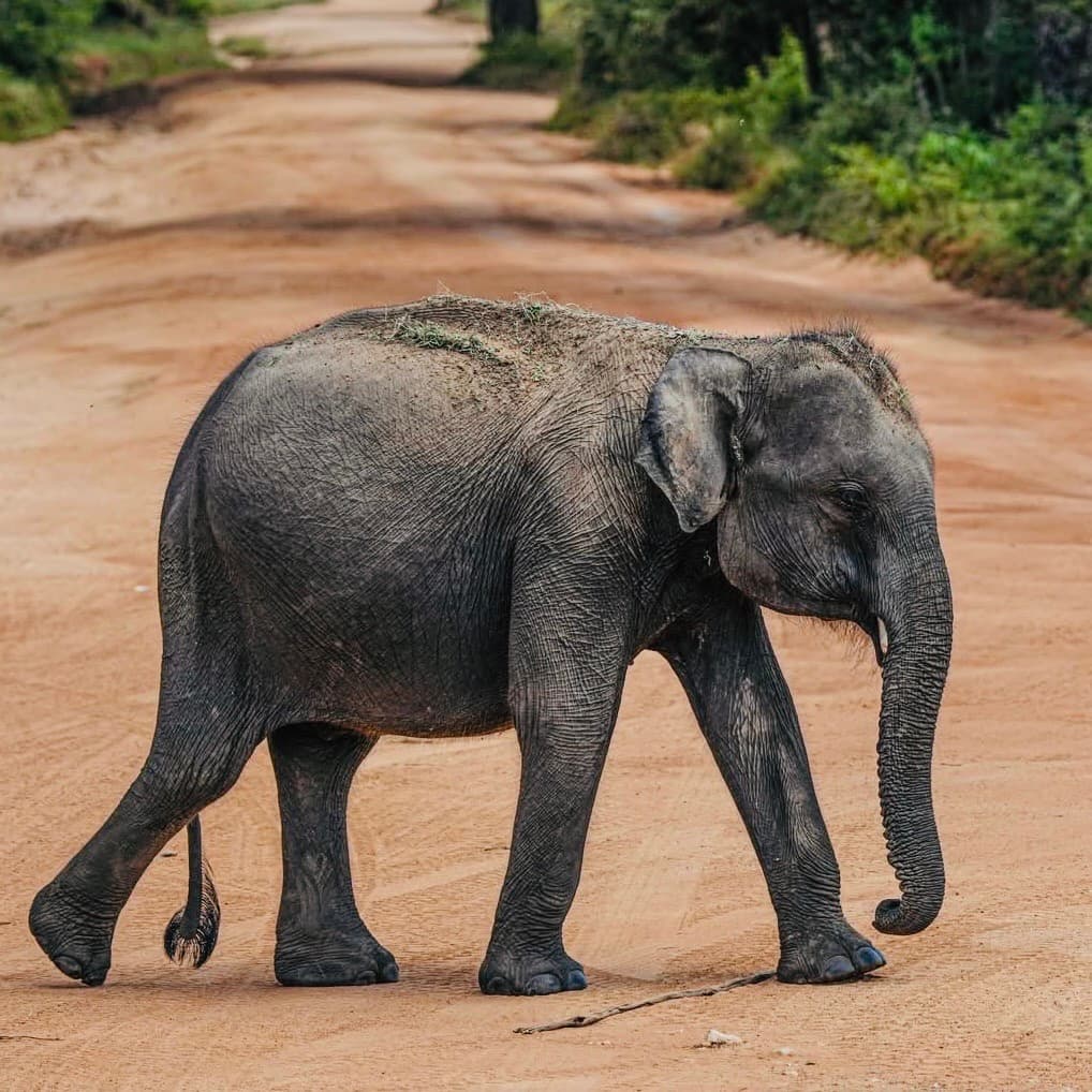 Bundala Tour 7 hours