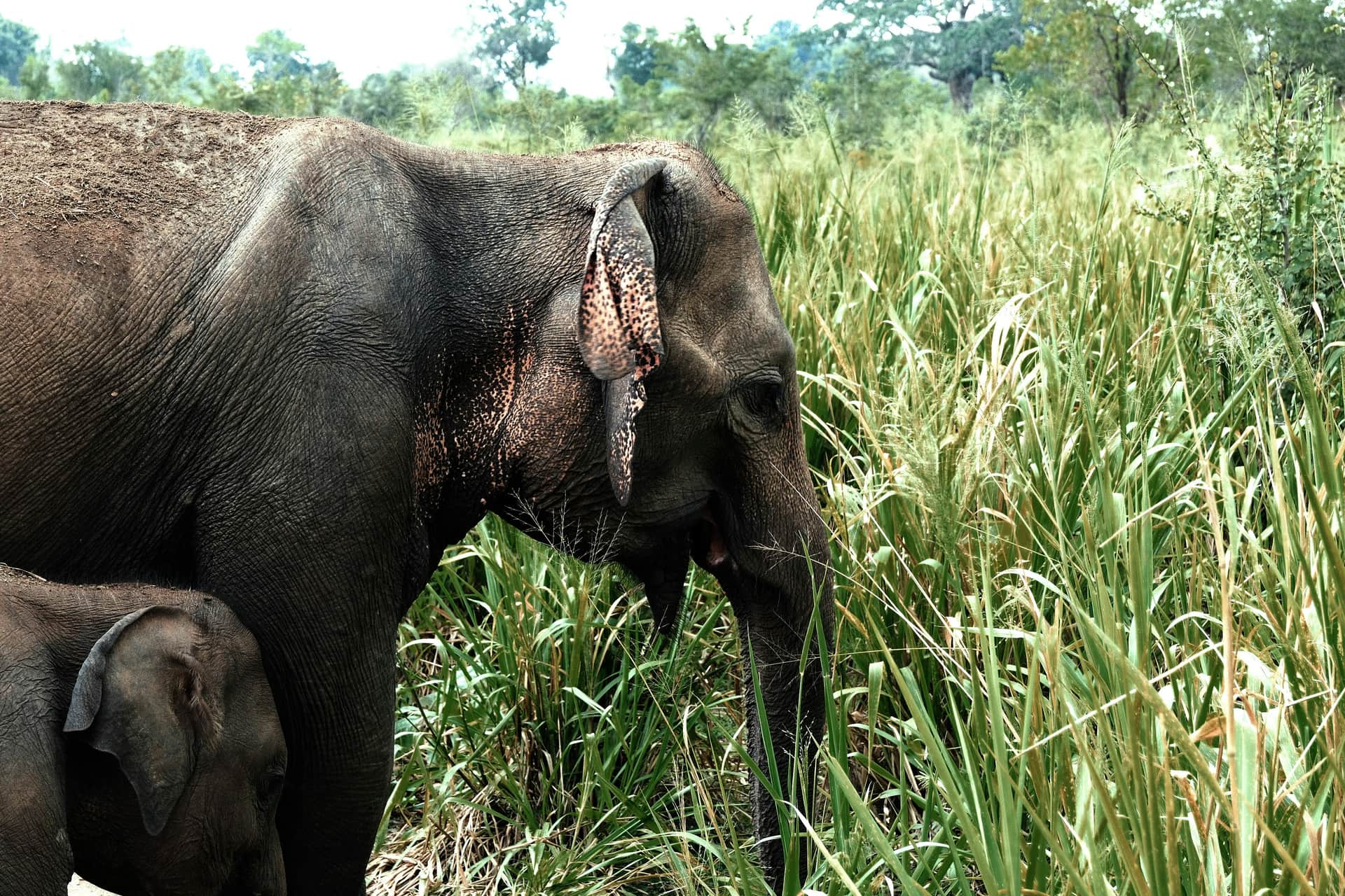 Morning Shared Yala Safari Tour