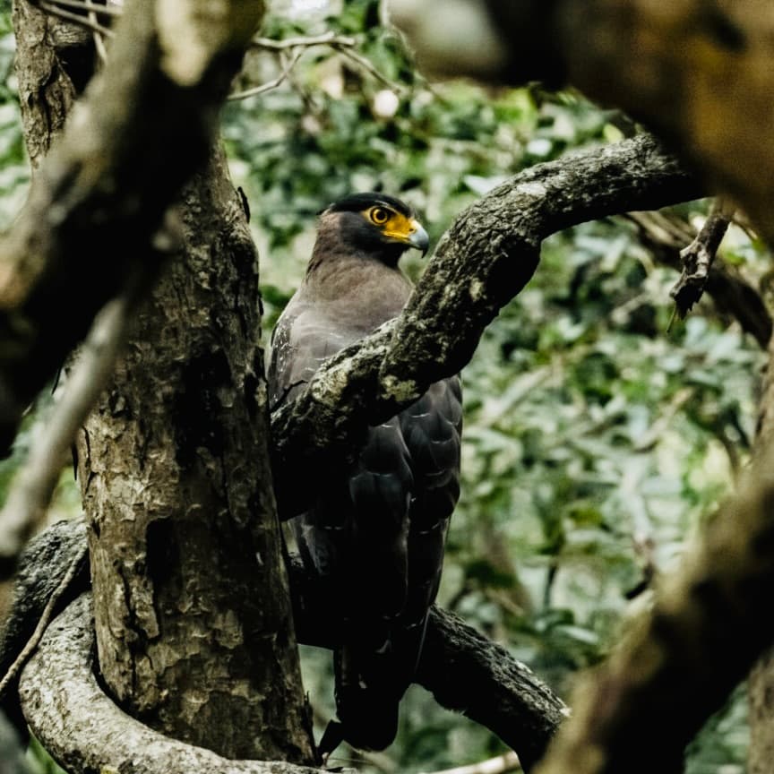 Ultimate Yala National Park Safari Guide (2026 Update) - Yala National Park Blog