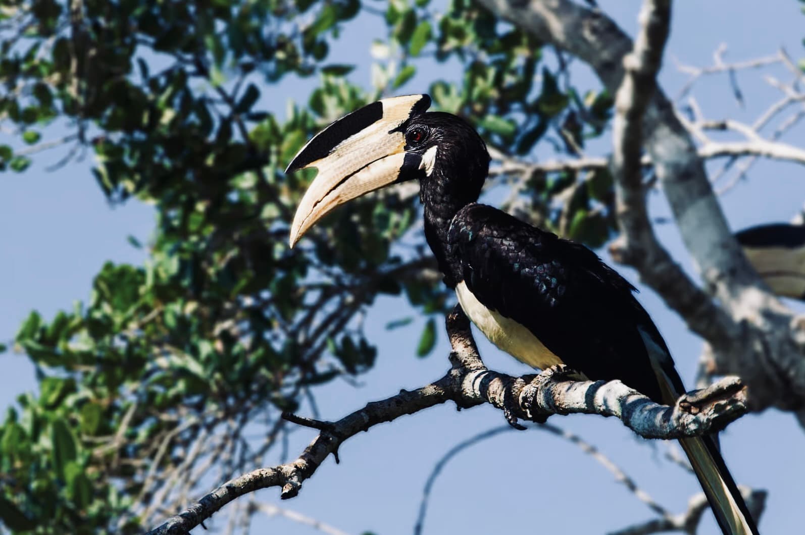 Ultimate Yala National Park Safari Guide: Best Time to Visit, Leopard Sightings & Expert Tips - Yala National Park Blog