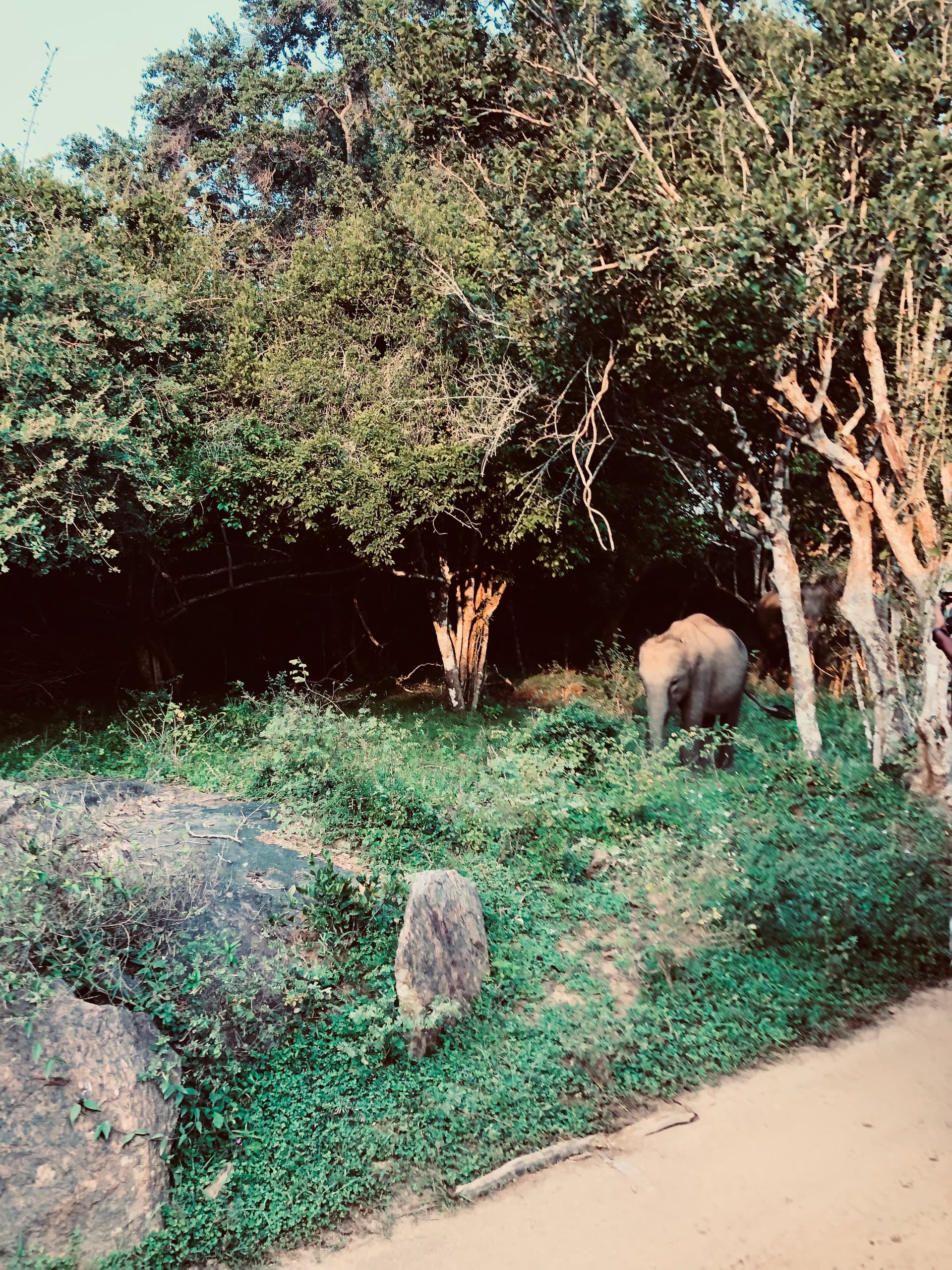 Yala National Park Entrance Fees 2026 A Transparent Cost Breakdown for Foreigners - Yala National Park Blog