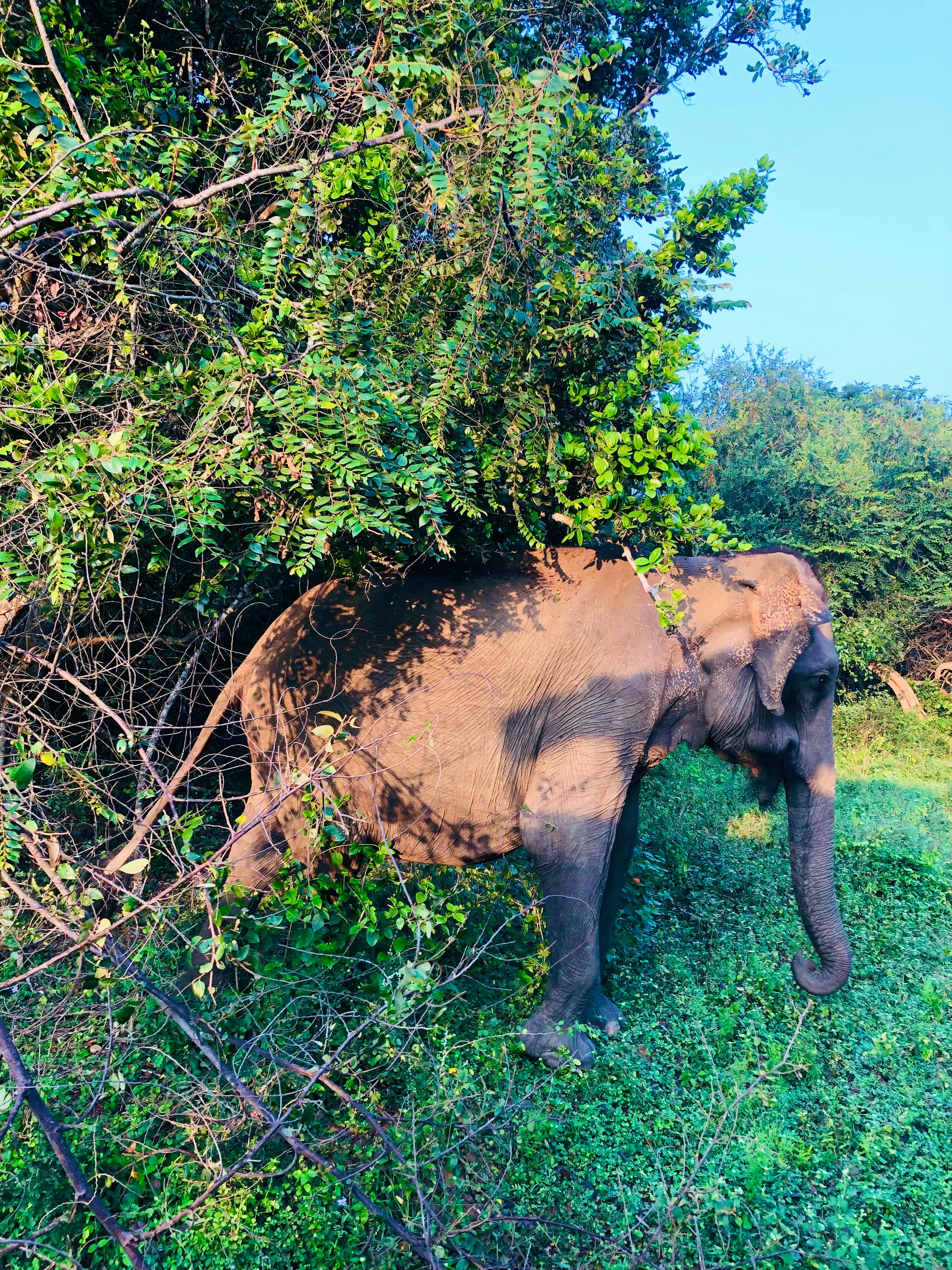 Yala National Park Entrance Fees 2026: A Transparent Cost Breakdown for Foreigners - Yala National Park Blog