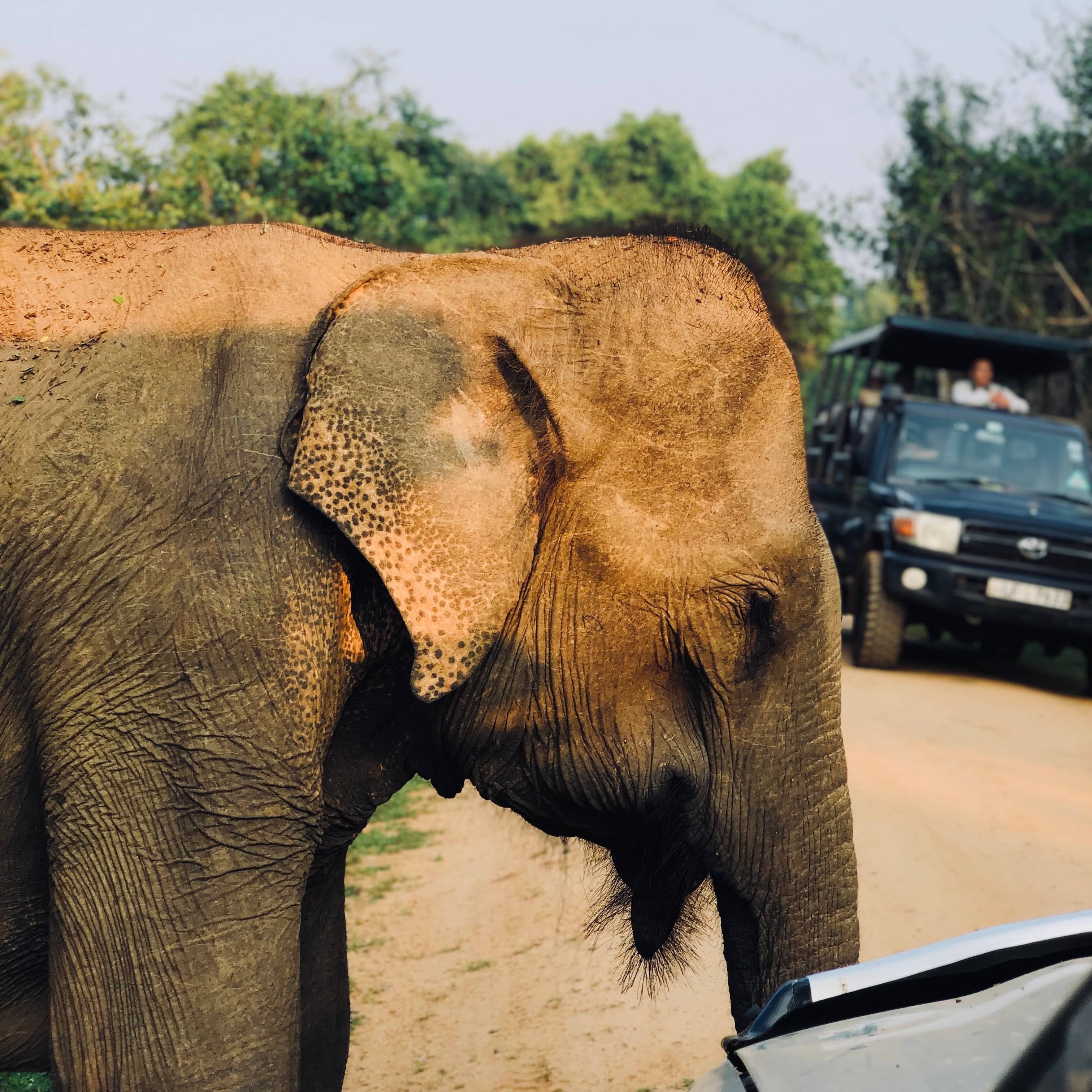 Yala National Park Safari 2026: April Update on Fees, New Quotas & Leopard Secrets - Yala National Park Blog