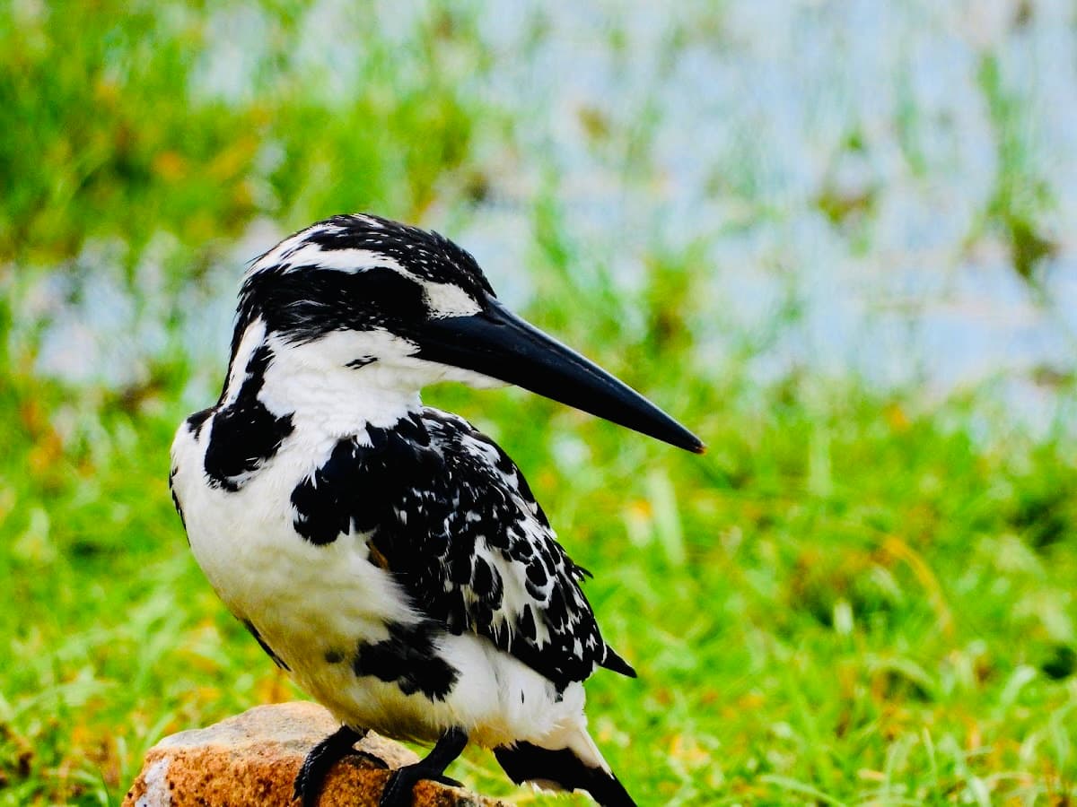 Yala National Park Safari 2026: New Fees, Elephants and Leopard Secrets - Yala National Park Blog