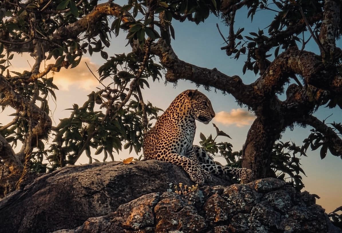 Is Yala National Park Worth It in 2026? (The Brutally Honest Answer Foreigners Are Looking For) - Yala National Park Blog
