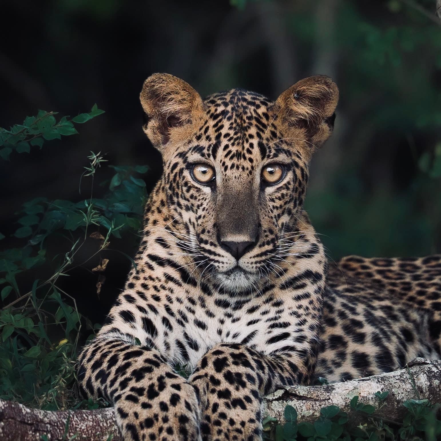 How to Get to Yala National Park from Ella, Mirissa, Galle & Colombo (2026 Route Guide) - Yala National Park Blog