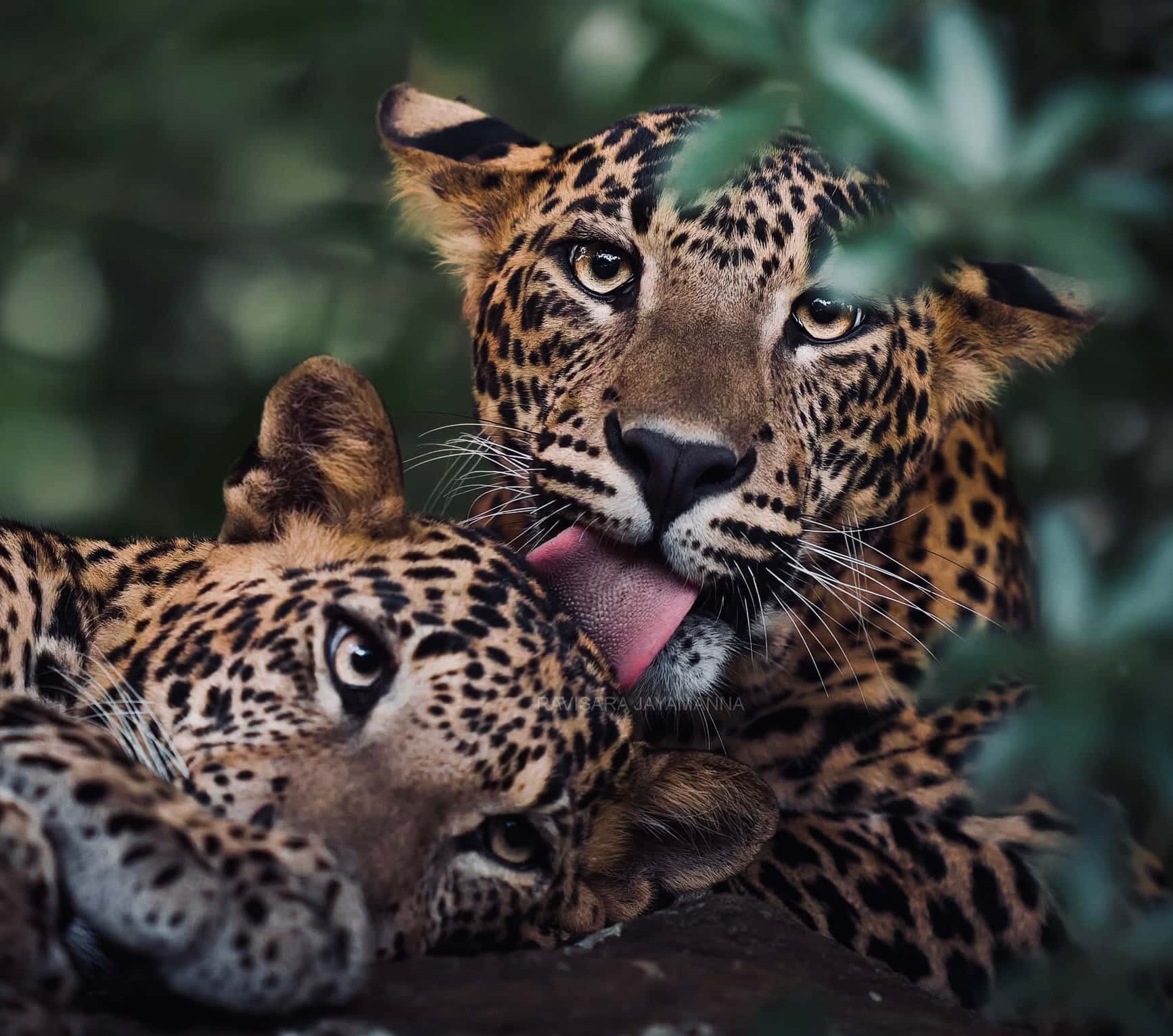 Best Time for Leopard Sightings Yala