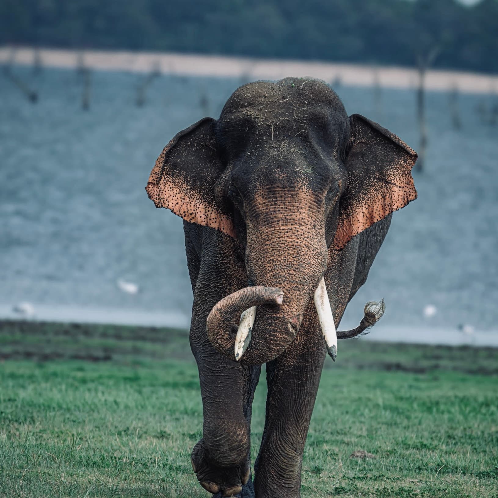 15 Best Things to Do Near Yala National Park in 2026 (Beyond the Safari) - Yala National Park Blog