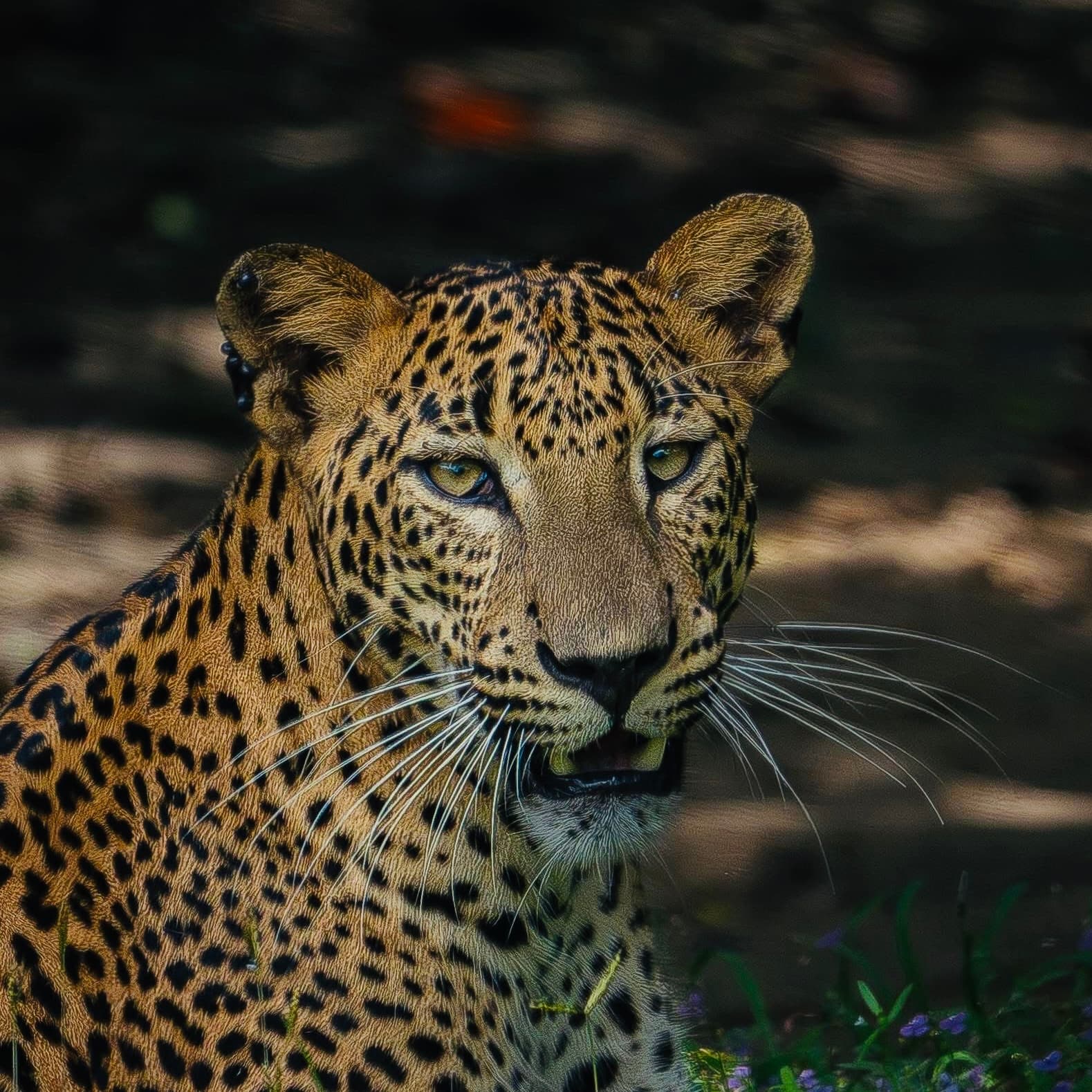 The Sri Lankan Leopard The Complete 2026 Guide to the World's Most Accessible Big Cat - Yala National Park Blog
