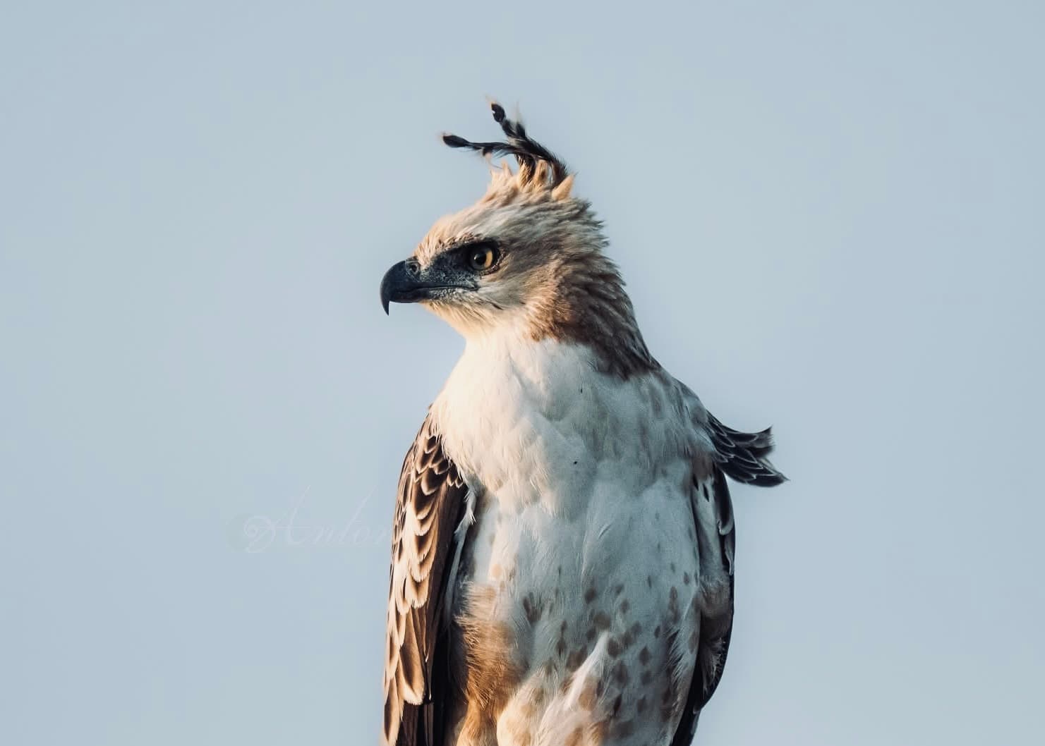 How to Find the Best Yala Safari Guide in 2026 The Complete Vetting Guide (Questions to Ask, Red Flags & the Review Method That Works) - Yala National Park Blog