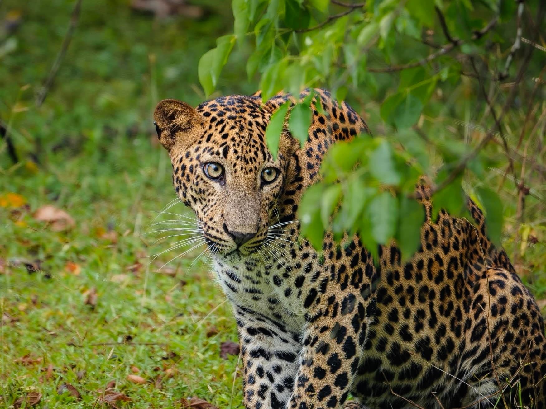 Shots Fired & Leopards Injured 7 Crisis-Level Secrets Yala National Park Hides From Tourists (2026 Special Report) - Yala National Park Blog
