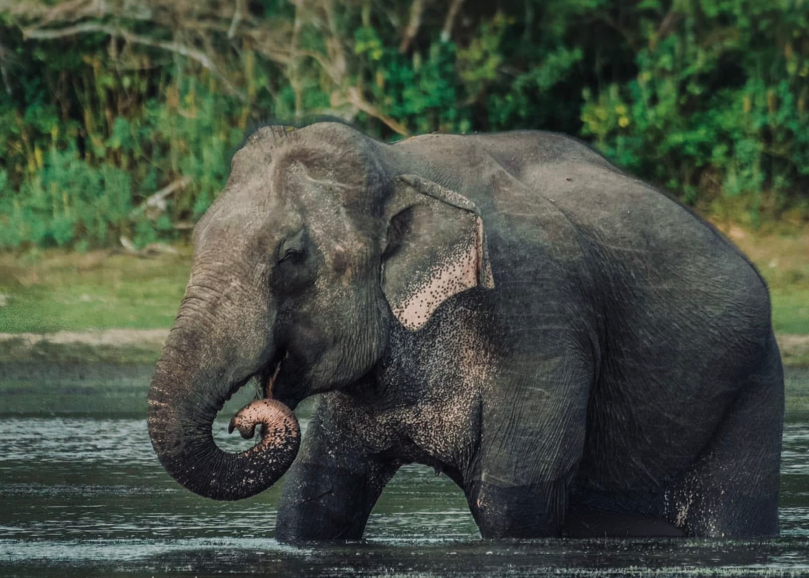 Yala Block 5 The Secret Safari That Beats Block 1 in 2026 (Complete Insider Guide) - Yala National Park Blog