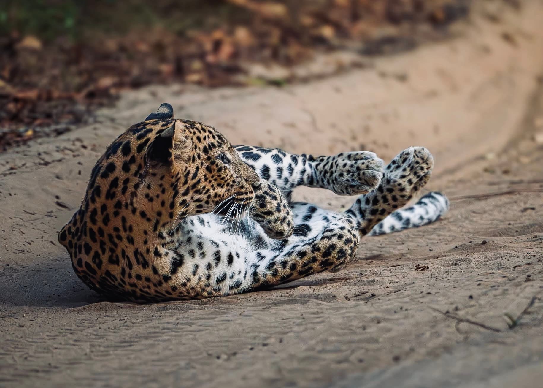 How Many Days Should You Spend at Yala National Park? (The Honest 2026 Answer) - Yala National Park Blog