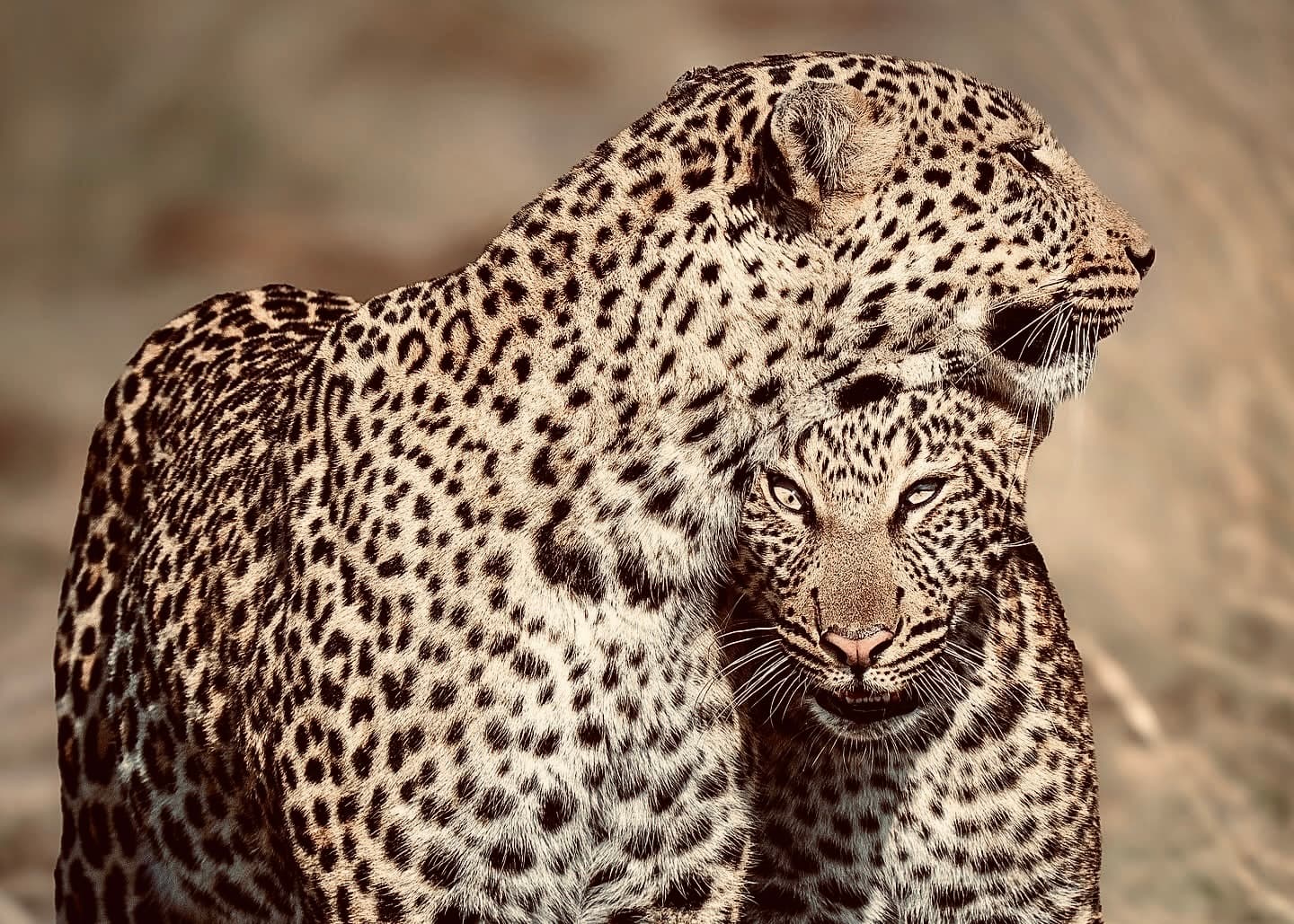 The Perfect 10 Days in Sri Lanka Itinerary 2026 Yala Safari, Ella Train, Sigiriya & Beaches (Wildlife First Route) - Yala National Park Blog