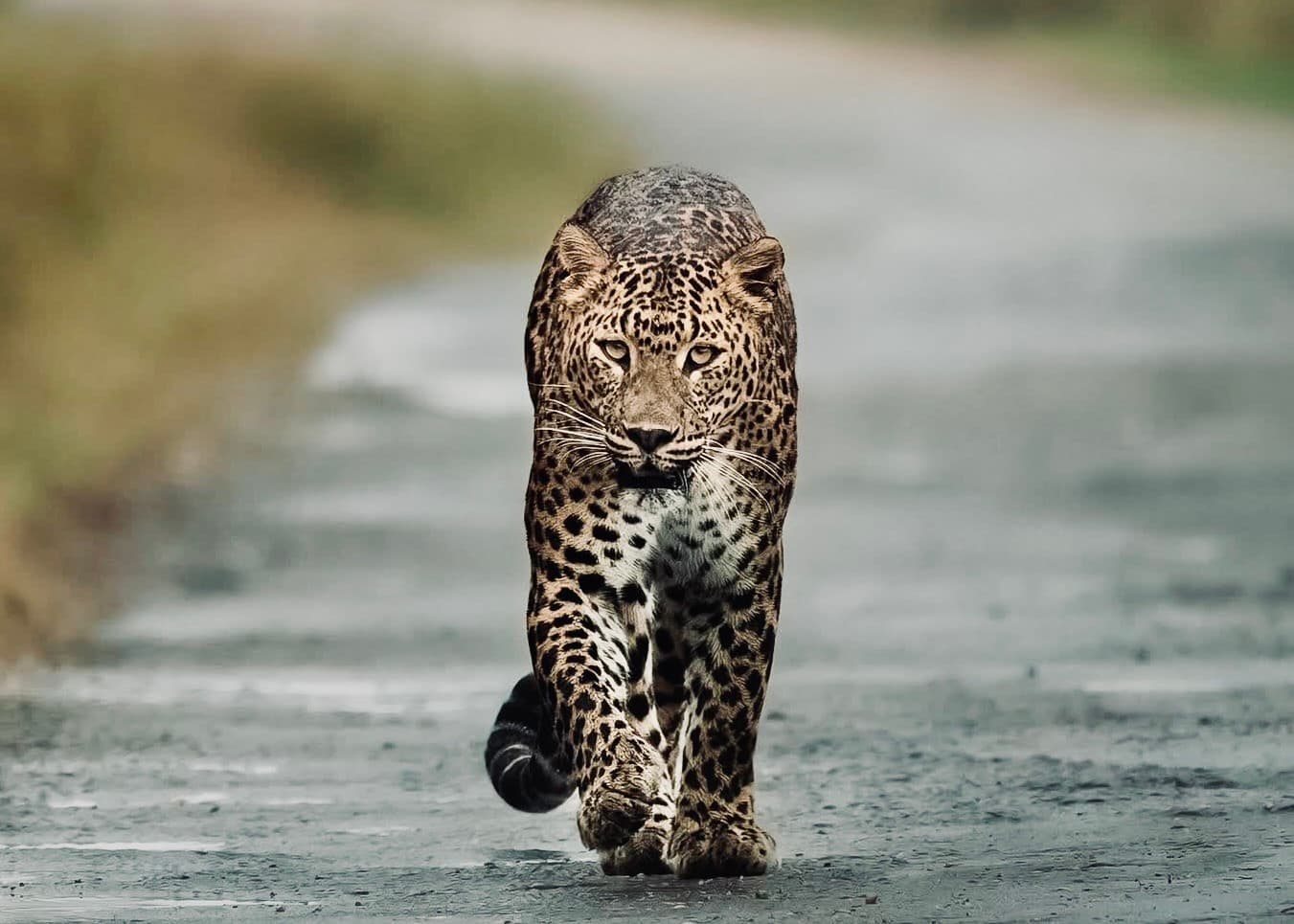 Yala National Park Complete Foreigner's Safari Guide (Digital Tickets, Costs & How to Spot Leopards) - Yala National Park Blog