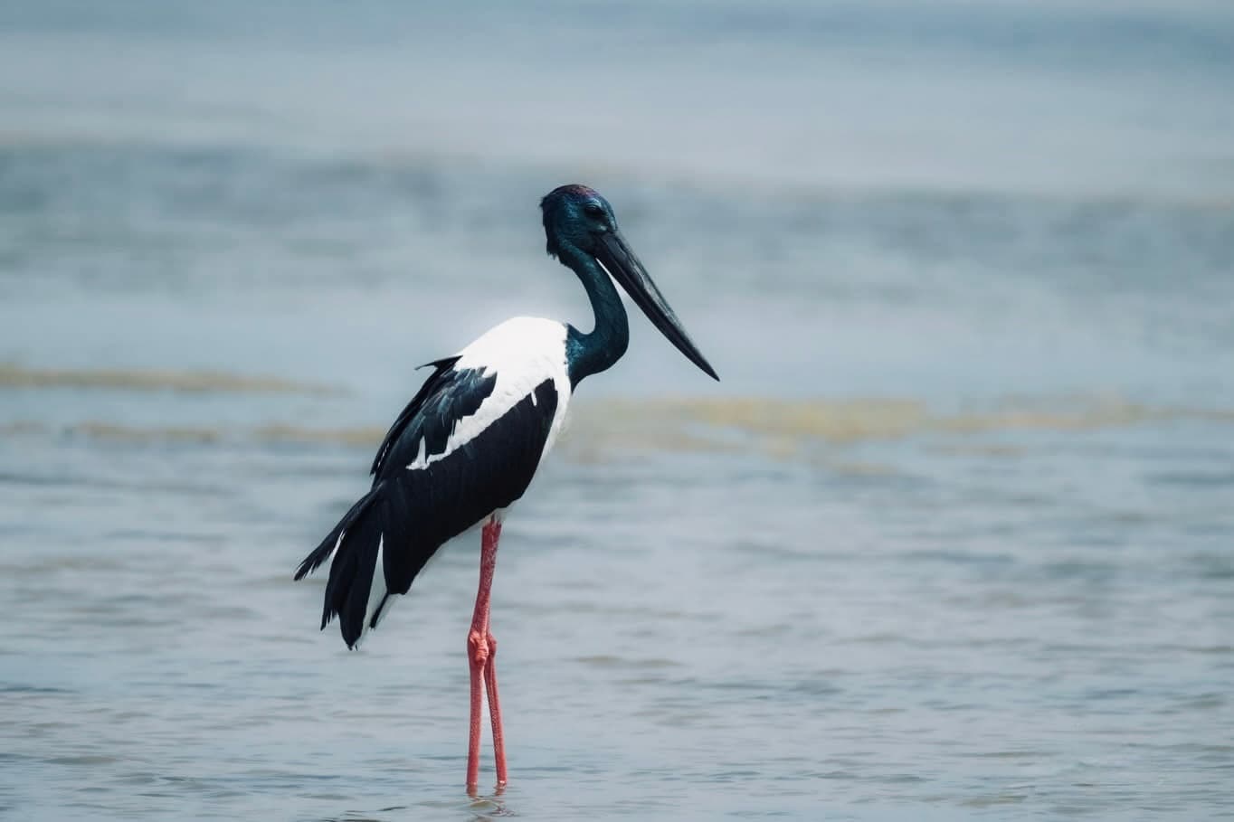 The Ultimate Yala National Park Safari Guide 2026 Everything You Need to Know - Yala National Park Blog