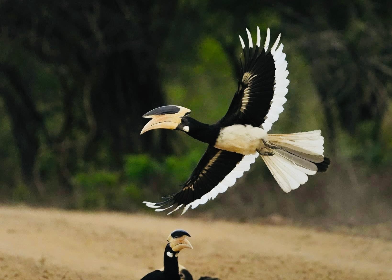 Your Ultimate Yala National Park Safari Guide for 2026 Leopard Density, Hidden Blocks, Costs, and Secrets Unlocked - Yala National Park Blog