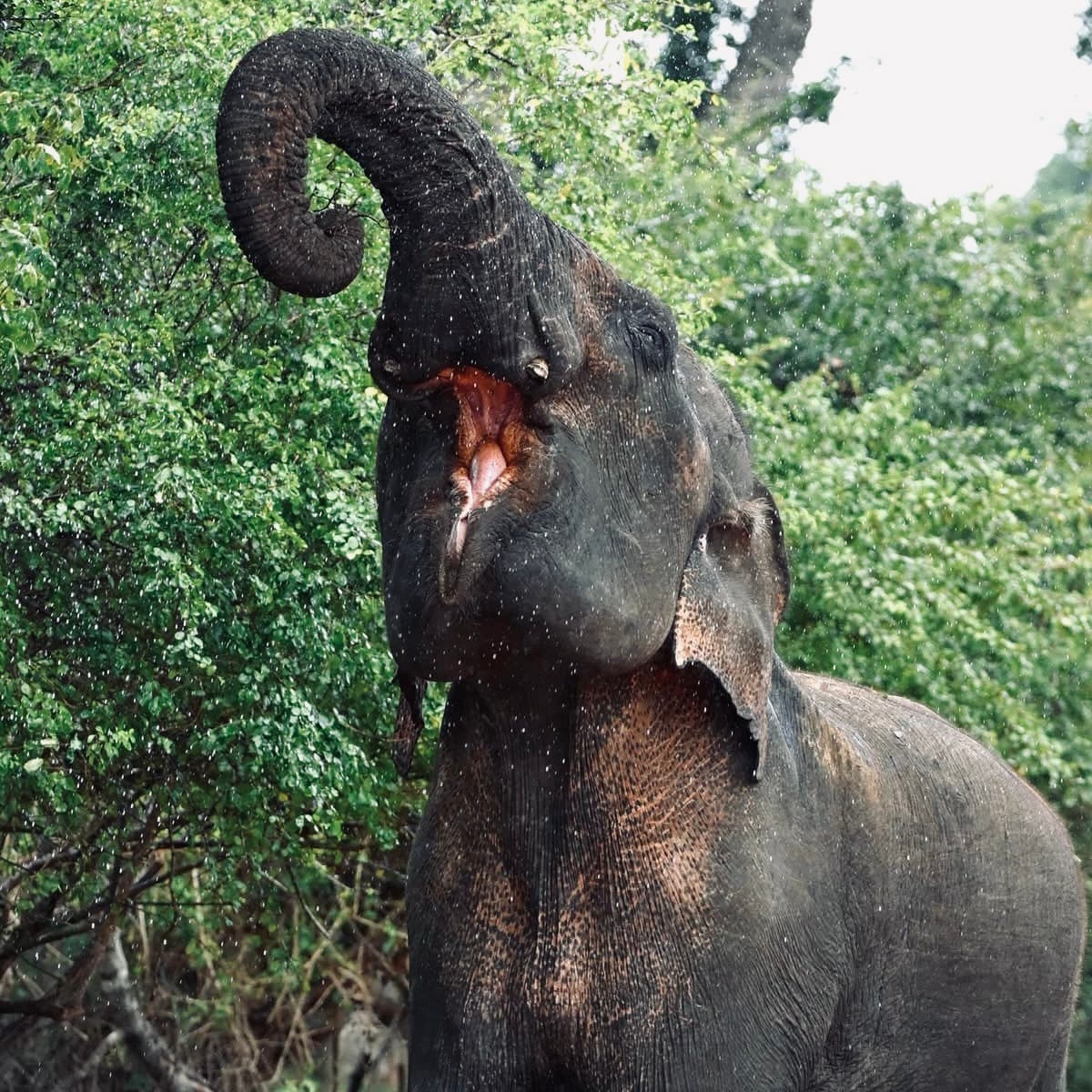 The Perfect 7 Days in Sri Lanka Itinerary 2026 Sigiriya, Kandy, Ella, Yala & Galle (Day-by-Day Guide) - Yala National Park Blog