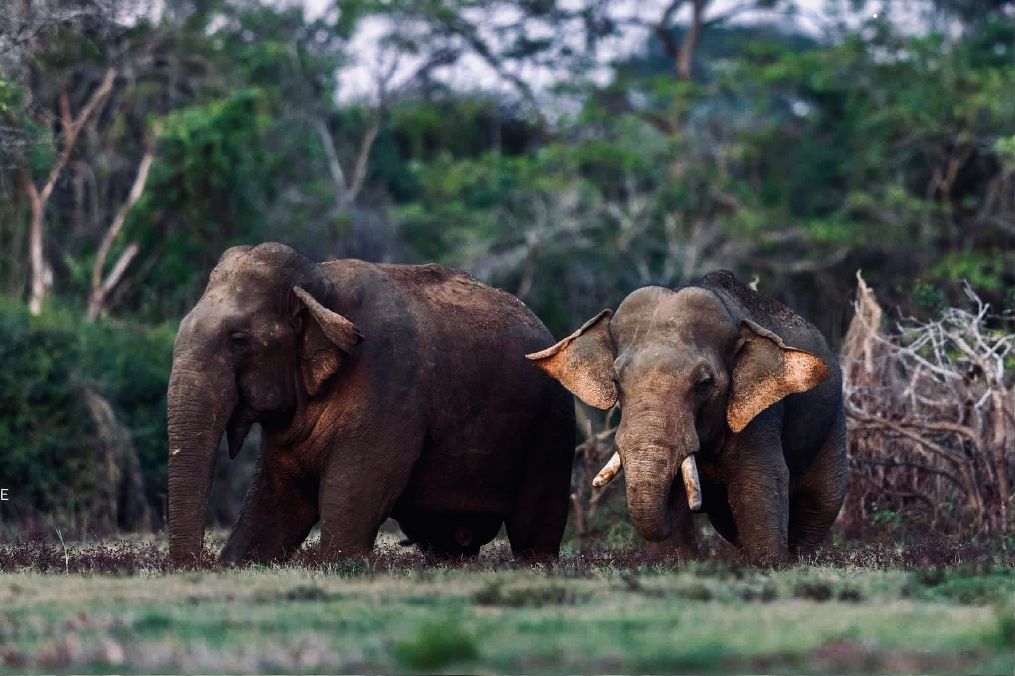 Yala National Park Insider Guide 2026 The Secrets Only Experienced Safari-Goers Know - Yala National Park Blog