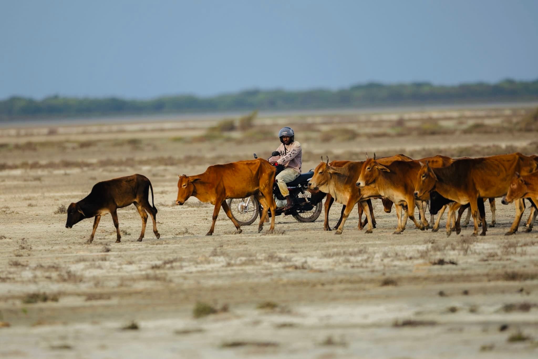 Yala National Park Complete Beginner's Guide 2026 Everything a First-Timer Needs to Know Before Booking - Yala National Park Blog