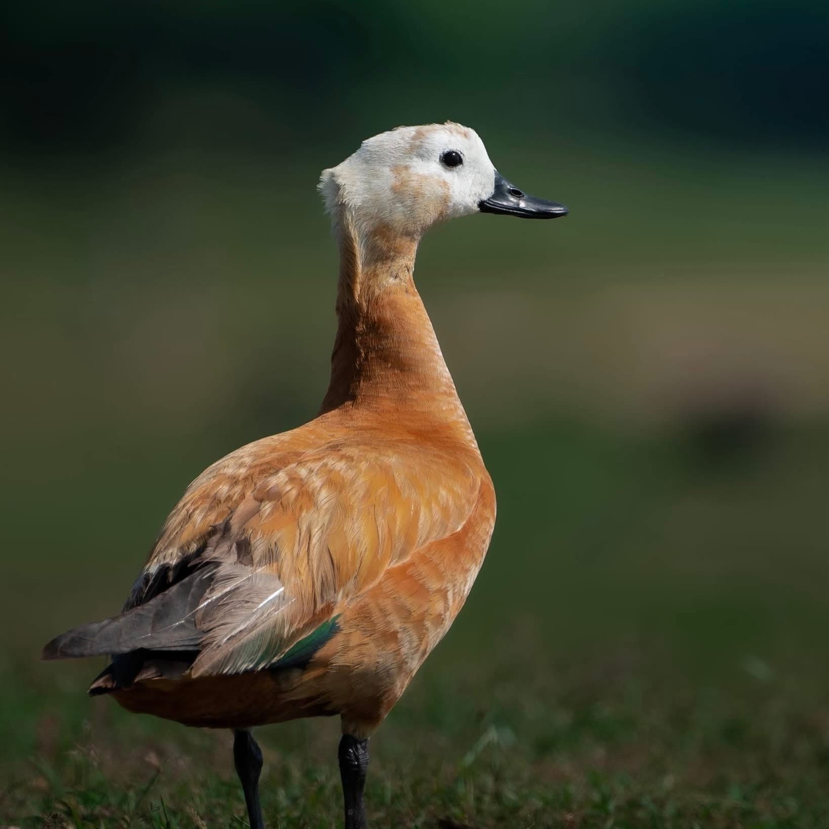 Yala National Park Morning vs Afternoon Safari: Which Is Better in 2026? (Complete Honest Comparison) - Yala National Park Blog