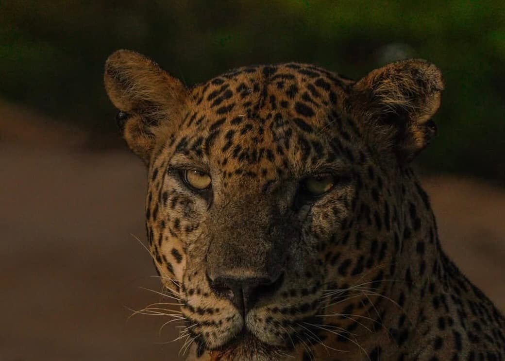 Yala National Park Safari 2026 The Only Guide You Need to See a Leopard, Plan Smart & Book Right - Yala National Park Blog