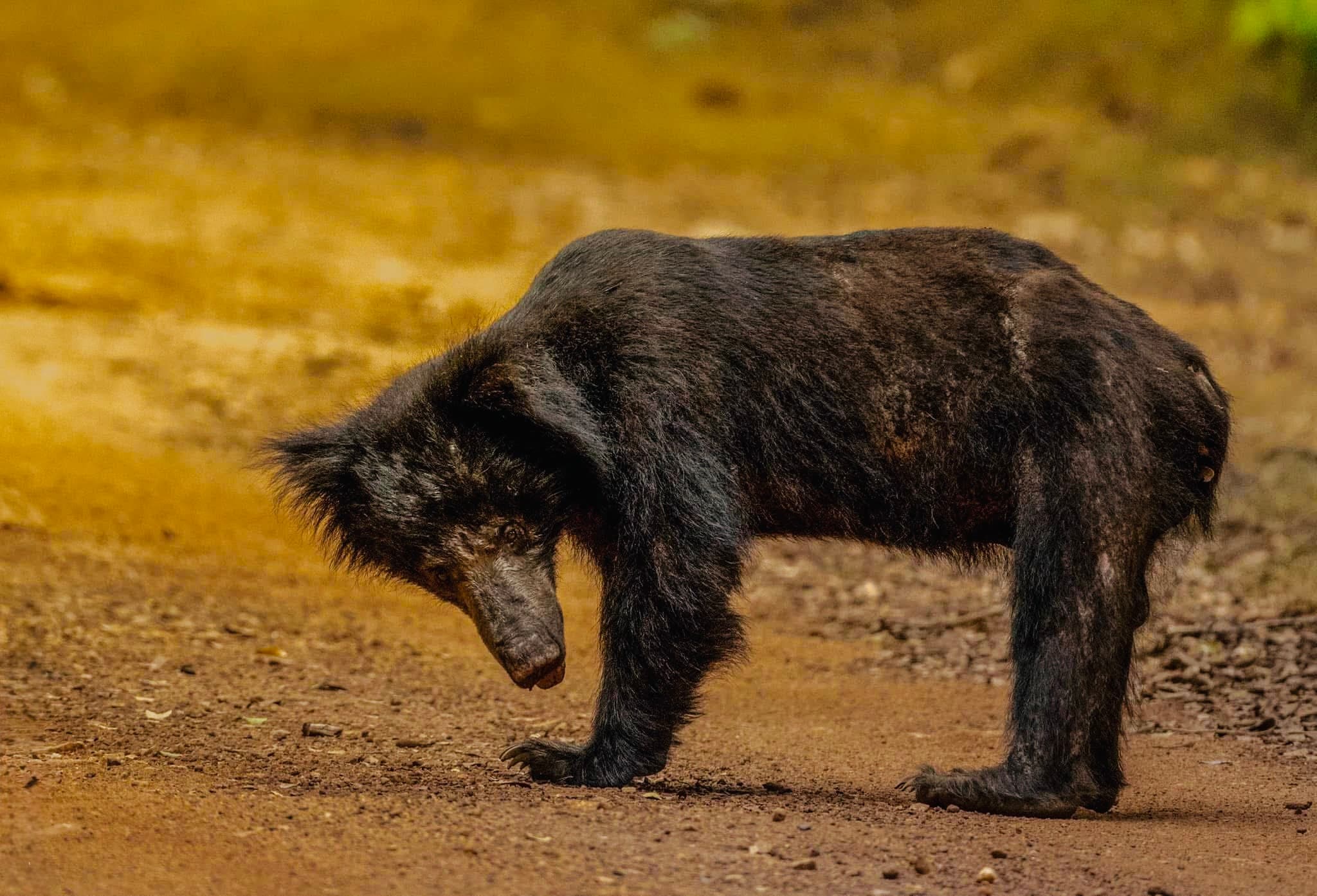 How Many Days Do You Need in Yala National Park? The Perfect 2-Day Itinerary (Minute by Minute) for 2026 - Yala National Park Blog
