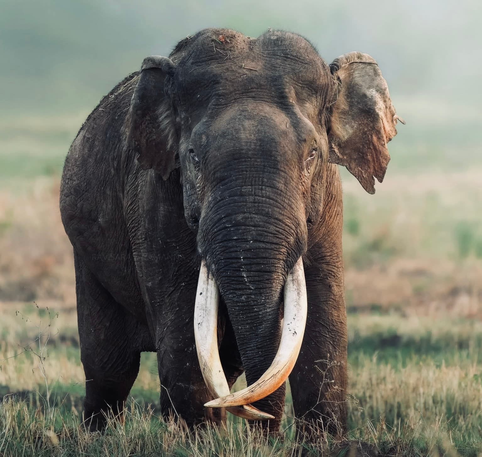 Yala National Park Honeymoon Safari 2026 The Most Romantic Wildlife Experience in Asia - Yala National Park Blog
