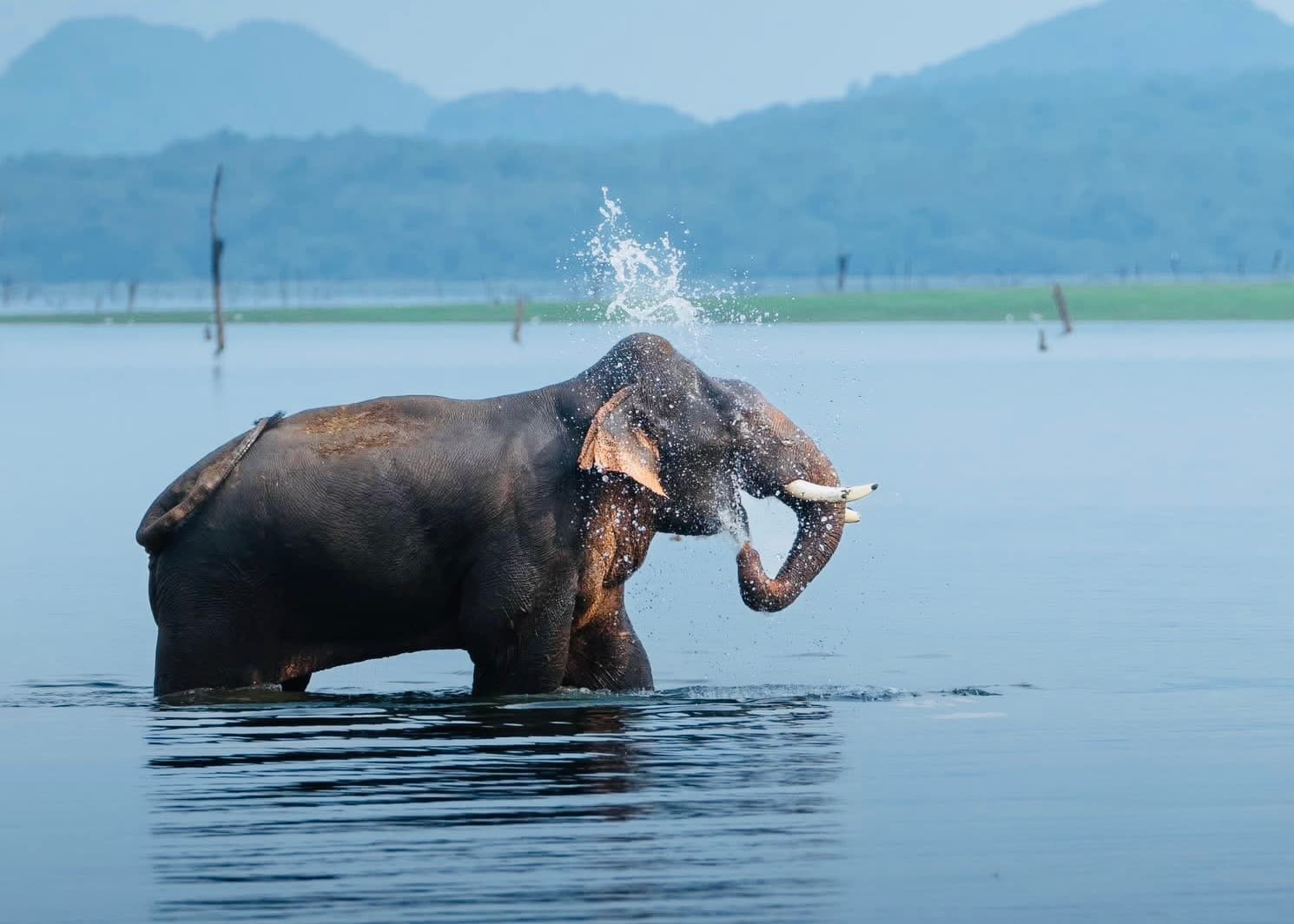 Yala Complete Map and Blocks Guide | Block 1, 3, 4, 5 Explained (Choose Your Gate) - Yala National Park Blog