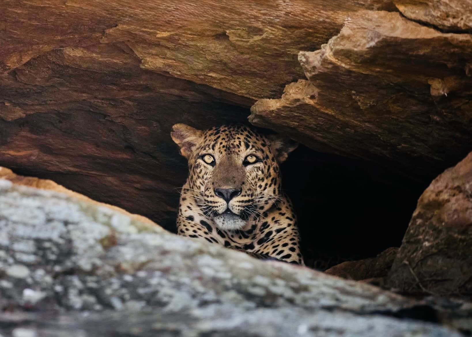 Wildlife Myths vs Reality 2026 | What Travel Blogs Get Wrong (The Honest Truth) - Yala National Park Blog