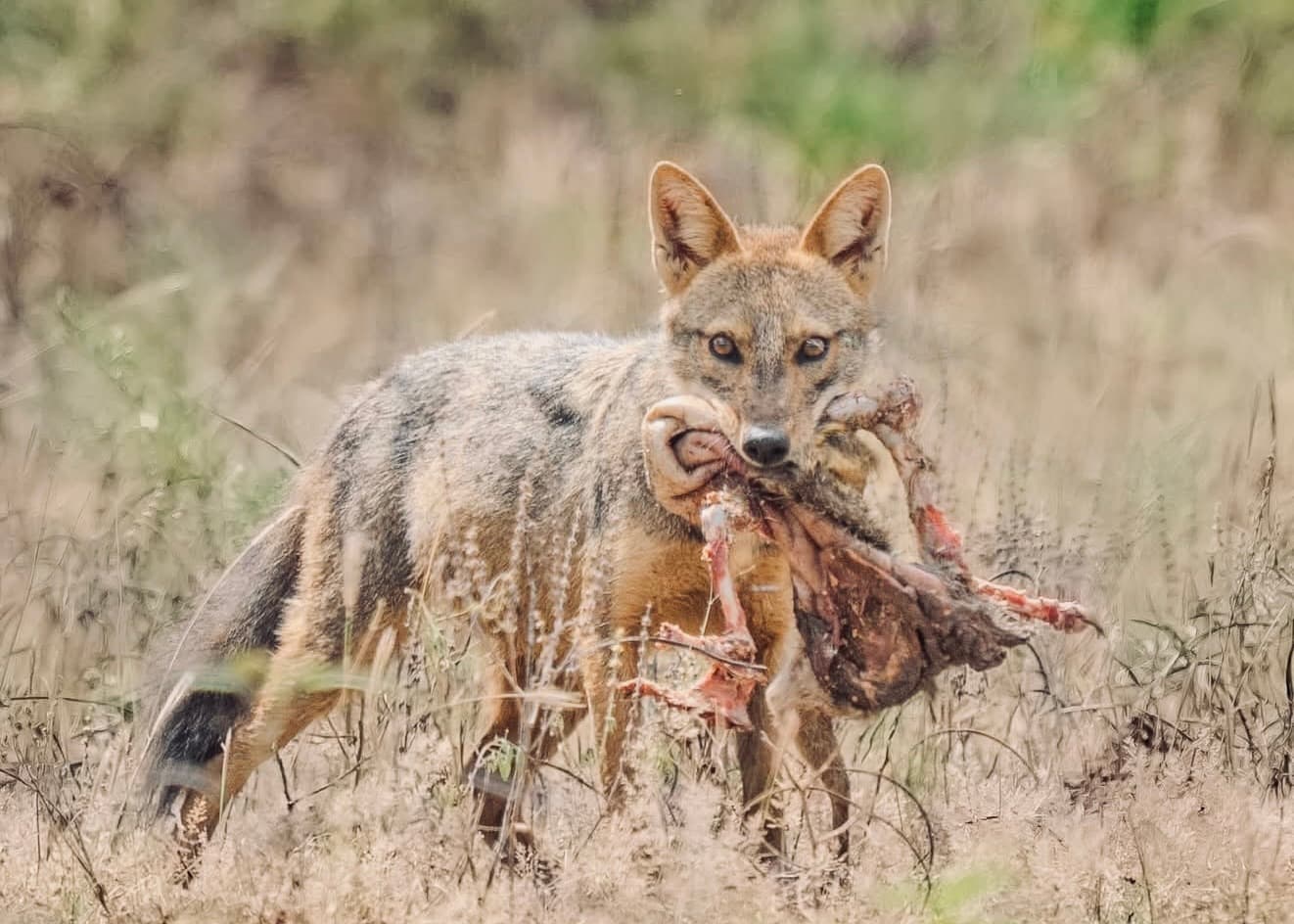 Sri Lanka Wildlife Guide 2026 | Every Animal You May See - Yala National Park Blog
