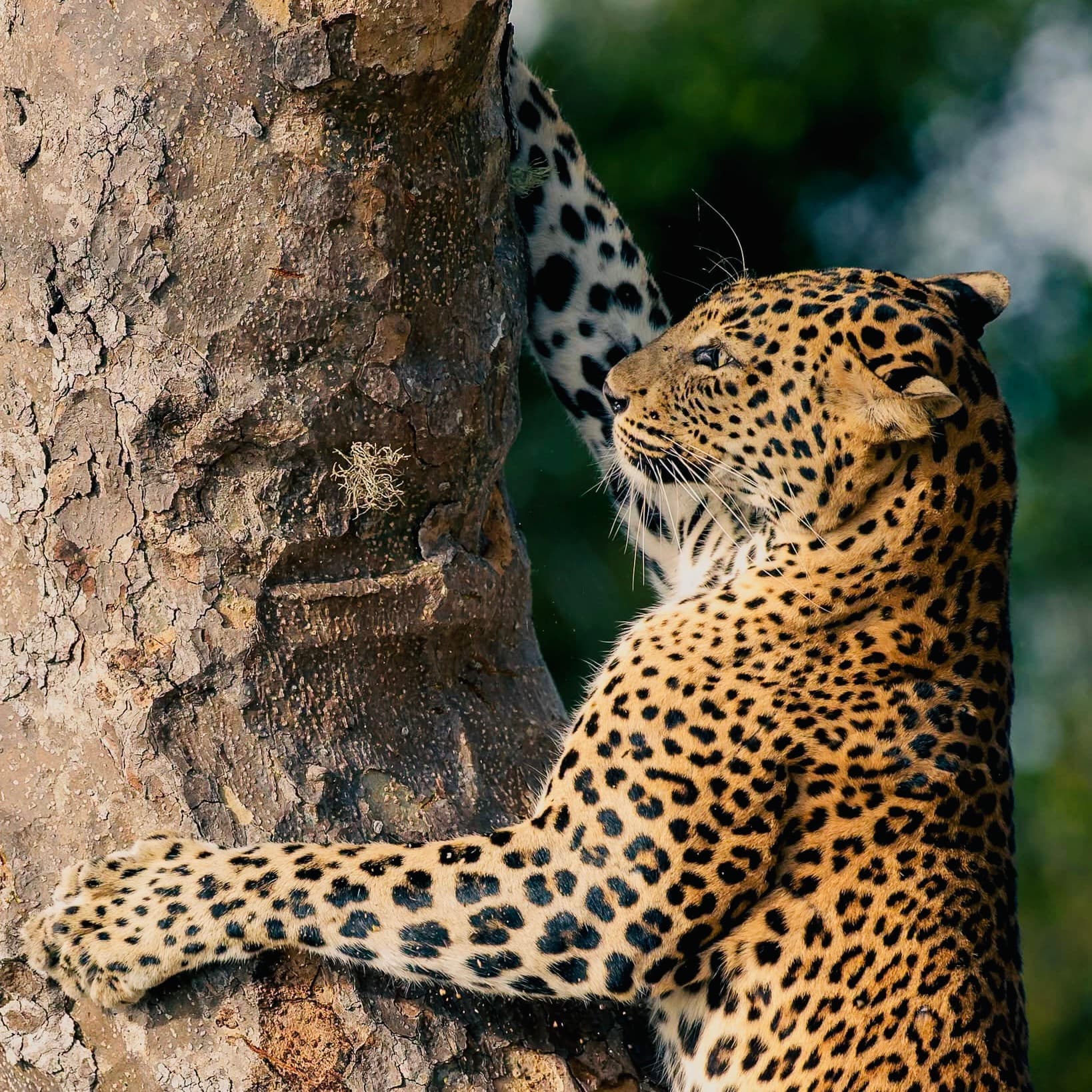 Complete | Yala National Park | Safari Guide 2026 | Everything You Need to Know Before Booking - Yala National Park Blog