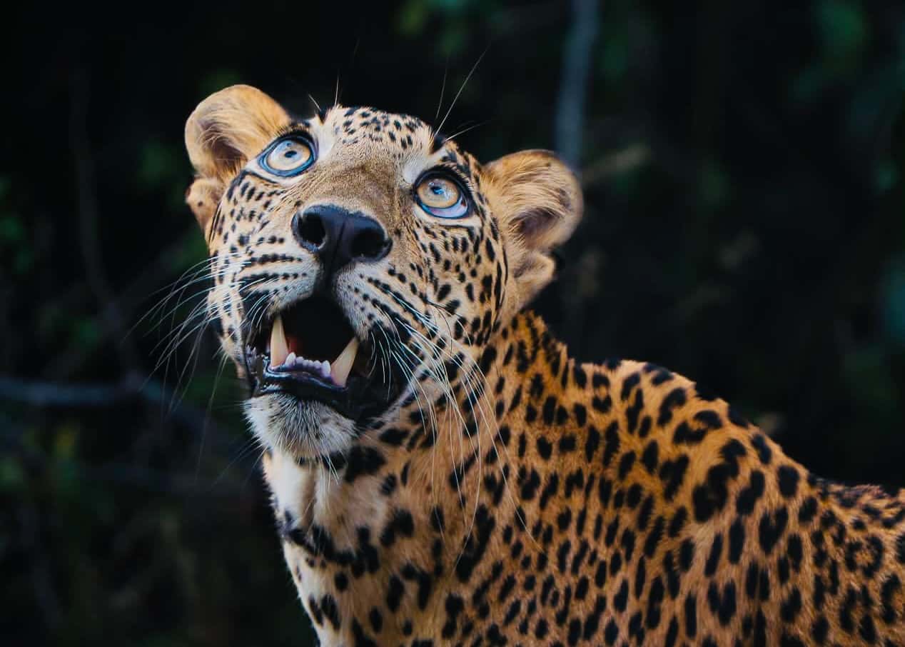 Yala in Dry Season Wildlife Meets You
