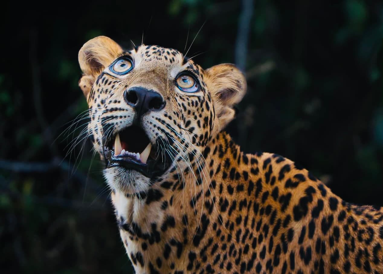 Sri Lanka Itinerary | Best 7, 10 & 14-Day Travel Plans - Yala National Park Blog