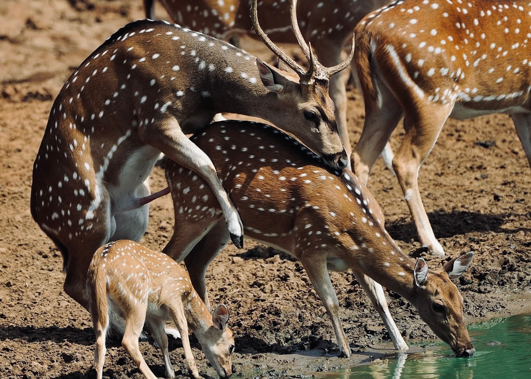 How to Get Around Sri Lanka 2026 | Complete Transportation Guide - Yala National Park Blog