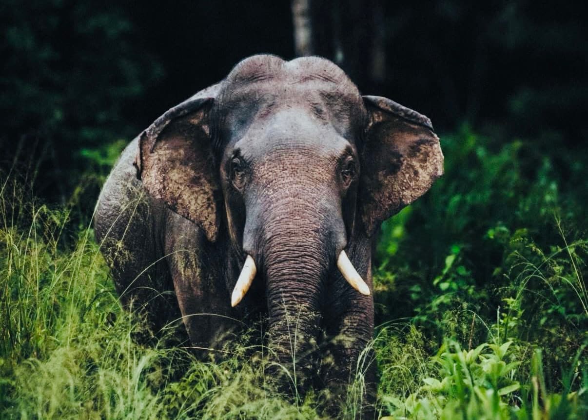 Where to Stay in Sri Lanka | Complete Accommodation Guide - Yala National Park Blog