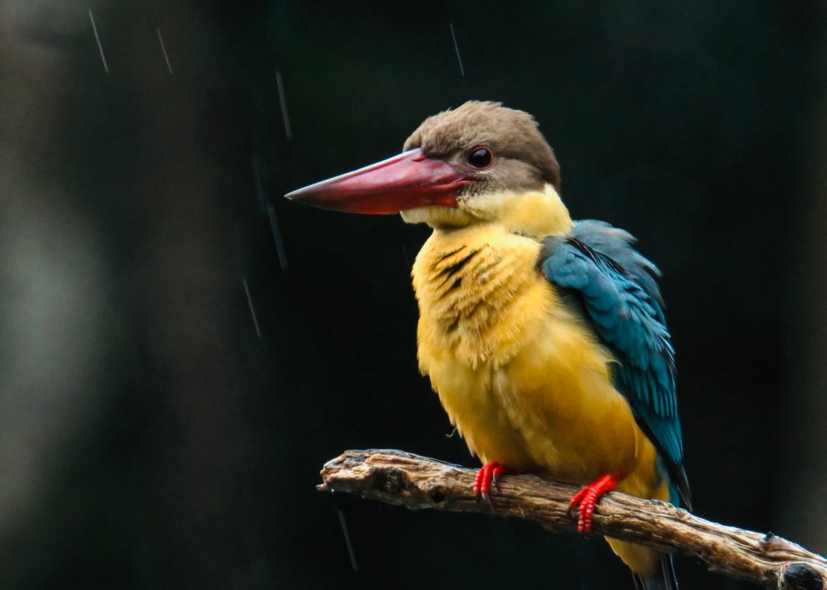Nuwara Eliya City Guide | Complete Hill Station Guide to Gregory's Lake & Activities - Yala National Park Blog